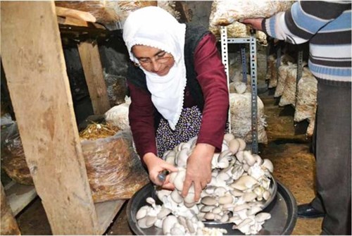Saman Balyasının Üretimi ve Değerlendirilmesi(İstiridye Mantarı)Projesi